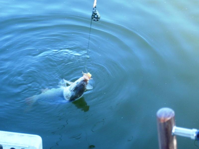 Delta iunie 2013 - gedc0274.JPG